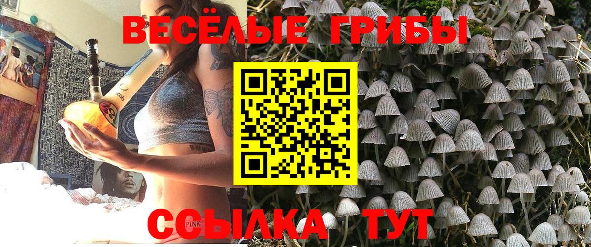 купить наркоту  Березники  Галлюциногенные грибы Psilocybe 